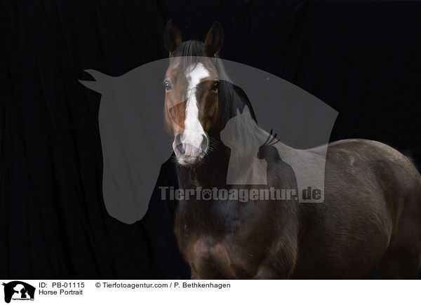Horse Portrait / PB-01115