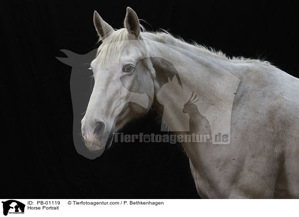 Horse Portrait / PB-01119