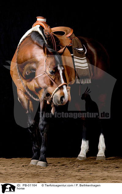 Pferd / horse / PB-01164