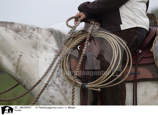 Pferd / horse / JM-09547