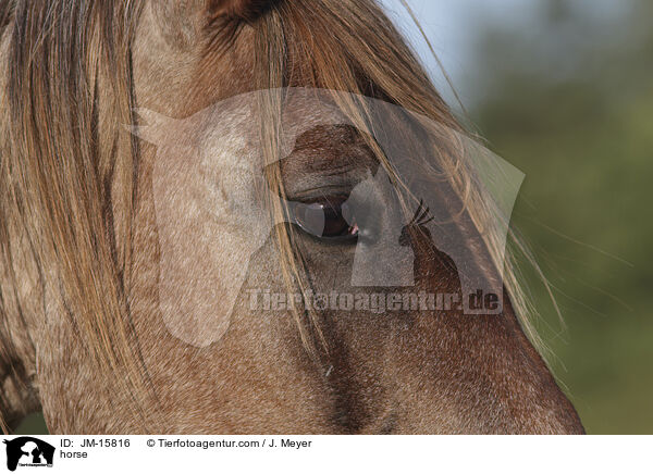 Pferd / horse / JM-15816
