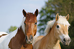 Pinto and Haflinger