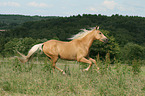 galloping Palomino