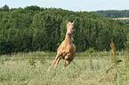 galloping Palomino