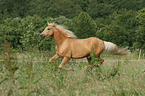 galloping Palomino