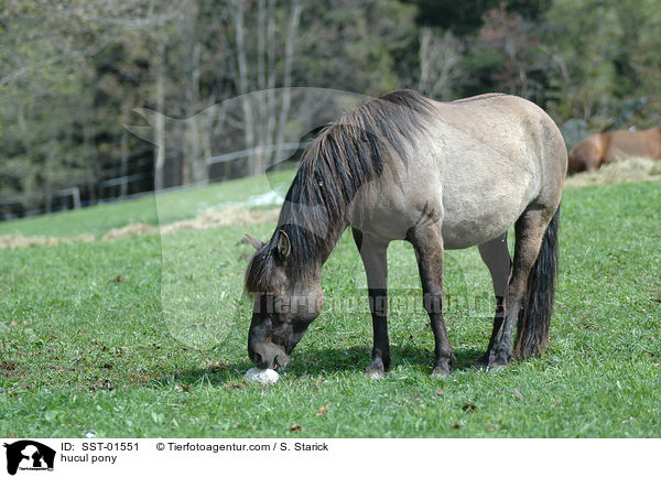 Huzule / hucul pony / SST-01551