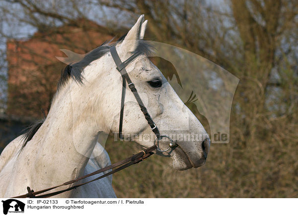 Ungarisches Vollblut / Hungarian thoroughbred / IP-02133