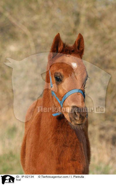 Ungarisches Vollblut Fohlen / foal / IP-02134