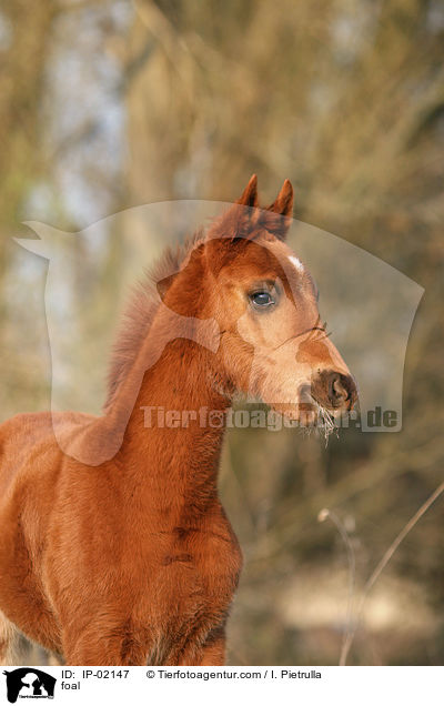 Ungarisches Vollblut Fohlen / foal / IP-02147