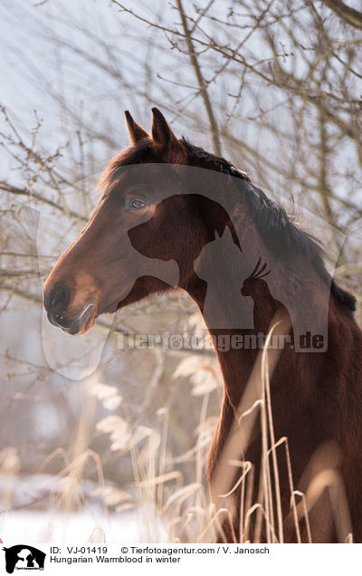 Ungarisches Warmblut im Winter / Hungarian Warmblood in winter / VJ-01419