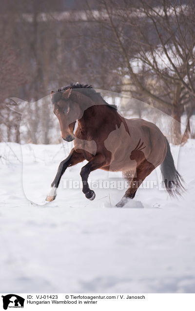 Hungarian Warmblood in winter / VJ-01423