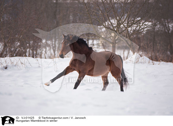 Ungarisches Warmblut im Winter / Hungarian Warmblood in winter / VJ-01425