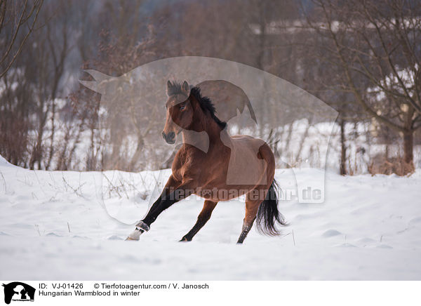 Ungarisches Warmblut im Winter / Hungarian Warmblood in winter / VJ-01426