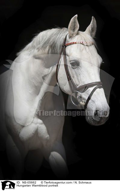 Hungarian Warmblood portrait / NS-05662