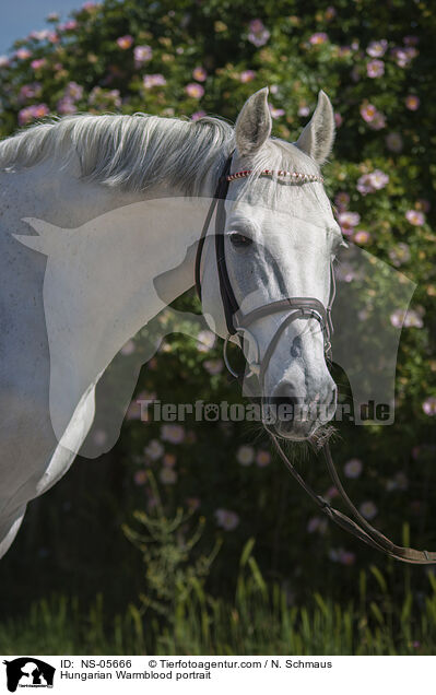 Hungarian Warmblood portrait / NS-05666