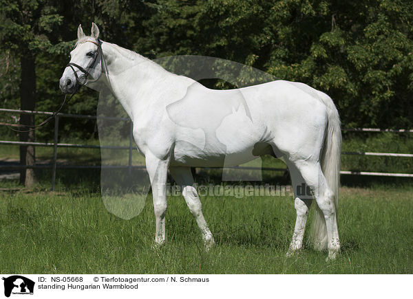 standing Hungarian Warmblood / NS-05668