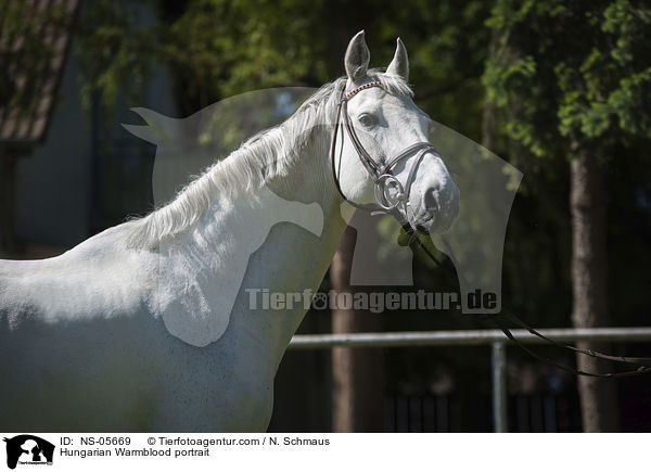 Ungarisches Warmblut Portrait / Hungarian Warmblood portrait / NS-05669