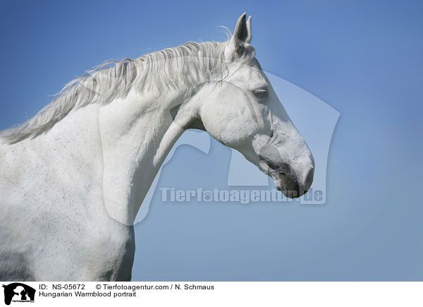 Hungarian Warmblood portrait / NS-05672