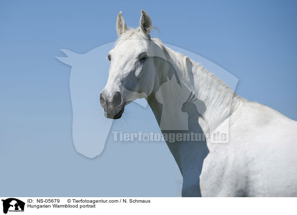 Ungarisches Warmblut Portrait / Hungarian Warmblood portrait / NS-05679