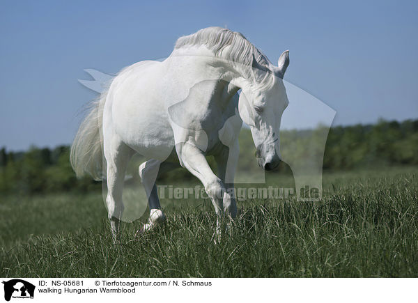 walking Hungarian Warmblood / NS-05681