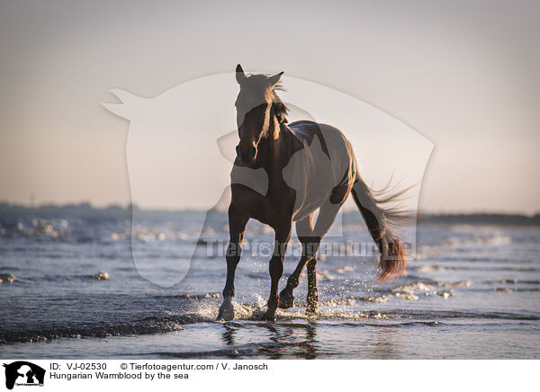 Ungarisches Warmblut am Meer / Hungarian Warmblood by the sea / VJ-02530