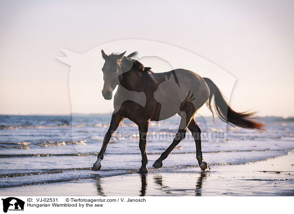 Ungarisches Warmblut am Meer / Hungarian Warmblood by the sea / VJ-02531