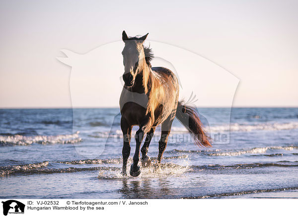 Ungarisches Warmblut am Meer / Hungarian Warmblood by the sea / VJ-02532