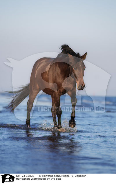 Ungarisches Warmblut am Meer / Hungarian Warmblood by the sea / VJ-02533