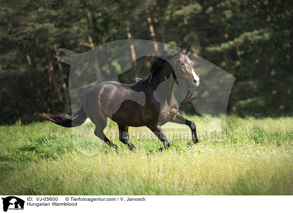 Ungarisches Warmblut / Hungarian Warmblood / VJ-05600