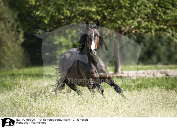 Ungarisches Warmblut / Hungarian Warmblood / VJ-05609