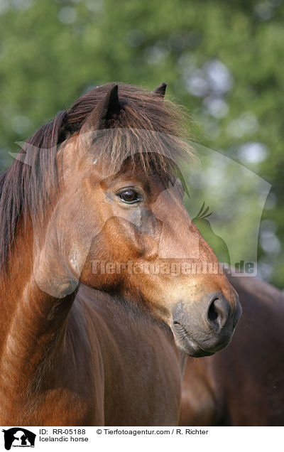 Islnder / Icelandic horse / RR-05188