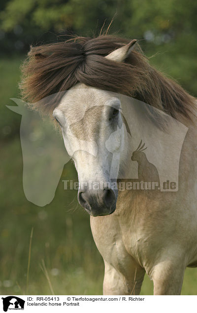 Islandpony Portrait / Icelandic horse Portrait / RR-05413