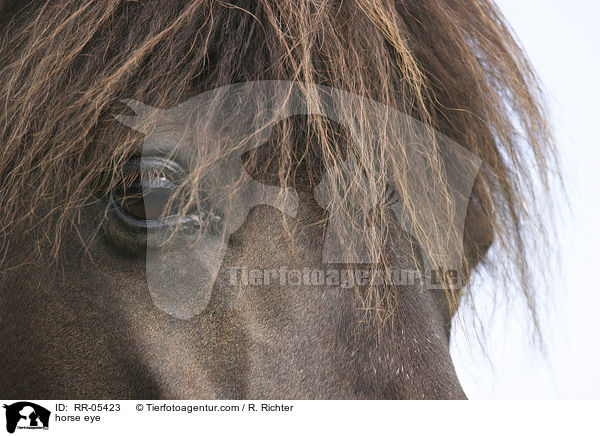 Pferdeauge / horse eye / RR-05423