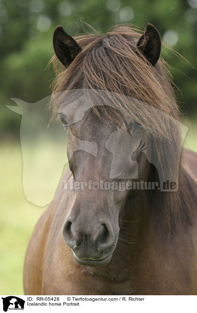 Islandpony Portrait / Icelandic horse Portrait / RR-05428