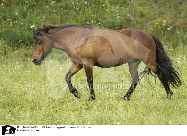 Islandpony / Icelandic horse / RR-05430