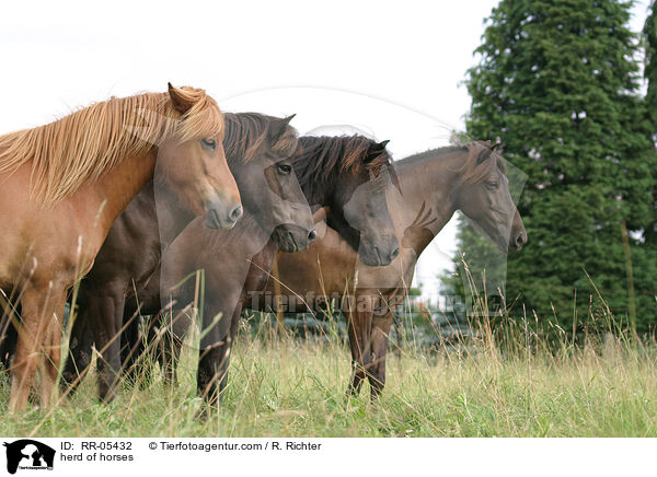 Pferdeherde / herd of horses / RR-05432