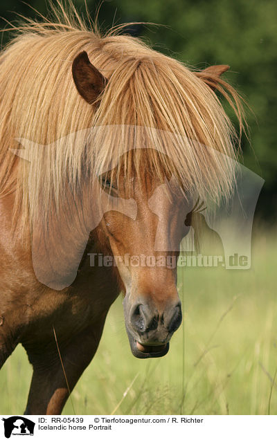 Islandpony Portrait / Icelandic horse Portrait / RR-05439