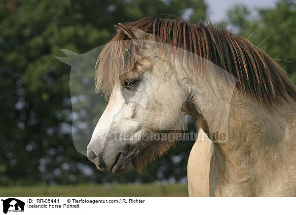 Islandpony Portrait / Icelandic horse Portrait / RR-05441