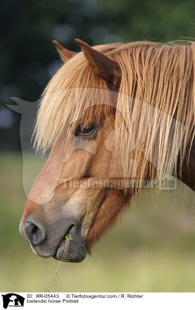 Islandpony Portrait / Icelandic horse Portrait / RR-05443