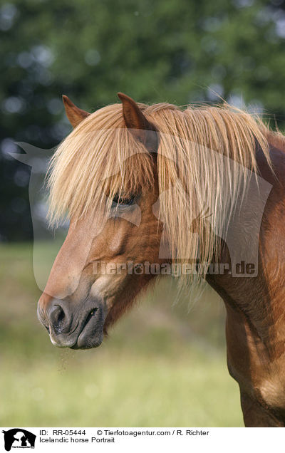 Islandpony Portrait / Icelandic horse Portrait / RR-05444