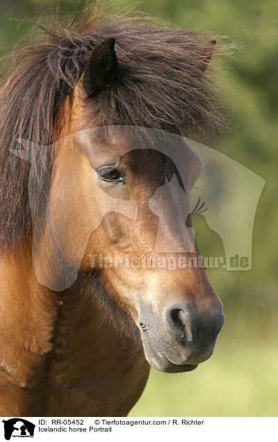 Islandpony Portrait / Icelandic horse Portrait / RR-05452