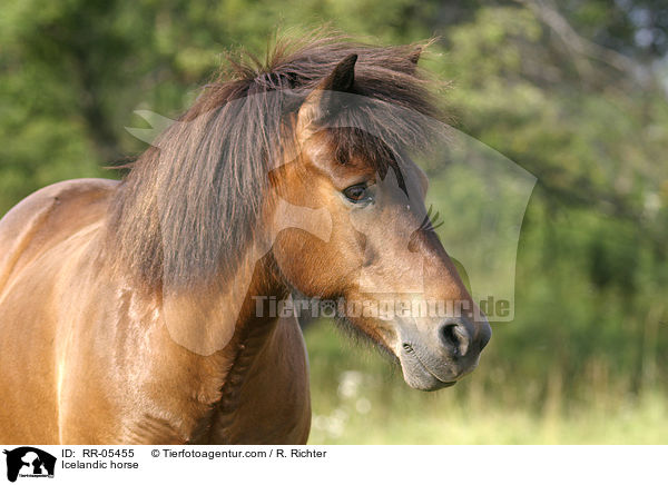 Islandpony Portrait / Icelandic horse / RR-05455