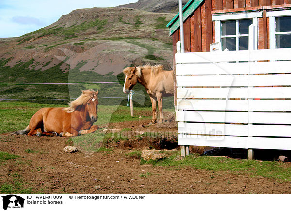 Islandpferde / icelandic horses / AVD-01009
