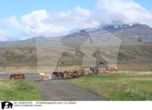 herd of icelandic horses / AVD-01016