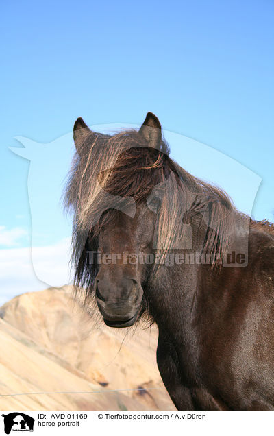 Islnder Portrait / horse portrait / AVD-01169