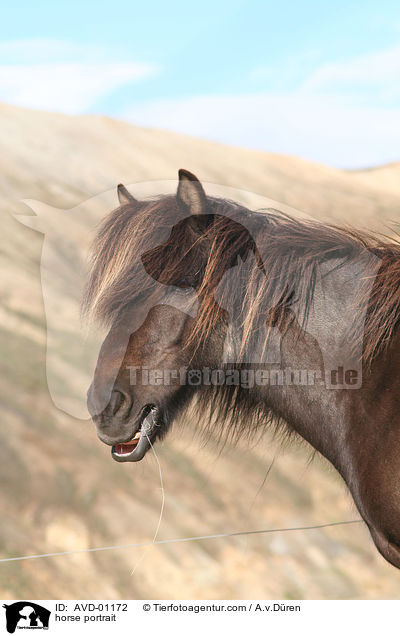 Islnder Portrait / horse portrait / AVD-01172