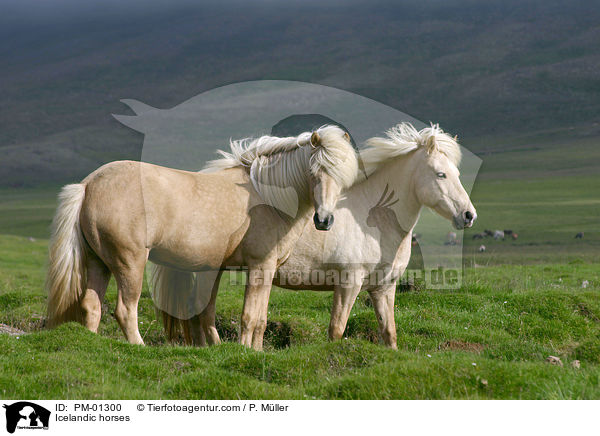 zwei Islandponys / Icelandic horses / PM-01300