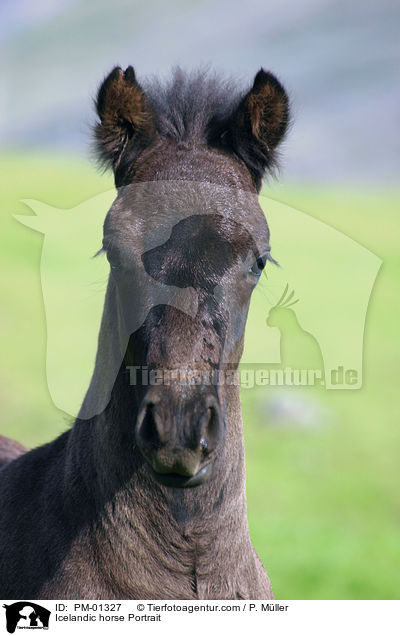 Islandpony Portrait / Icelandic horse Portrait / PM-01327