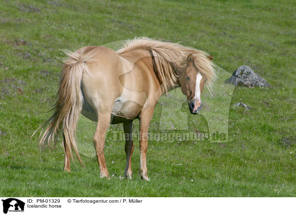 Islandpferd / Icelandic horse / PM-01329