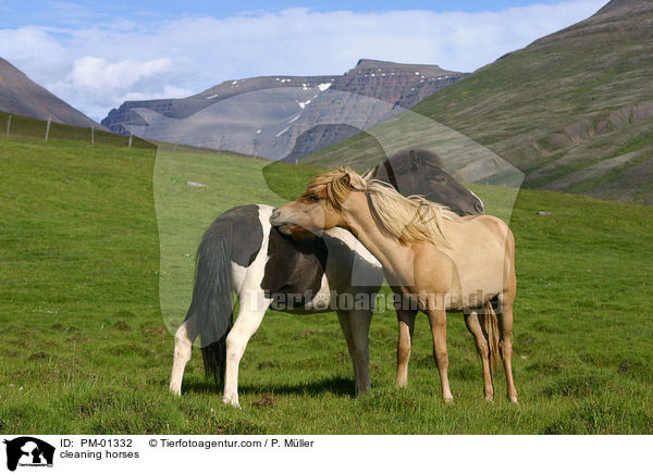 Islandpferde bei der Fellpflege / cleaning horses / PM-01332